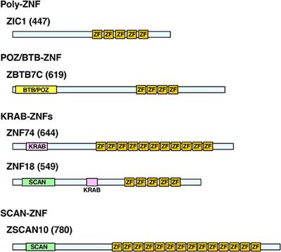 C2H2-Type Zinc Finger Proteins in Brain Development, Neurodevelopmental, and Other Neuropsychiatric Disorders: Systematic Literature-Based Analysis